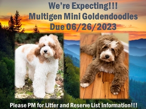 Mini Goldendoodles (Ginger and Gus)